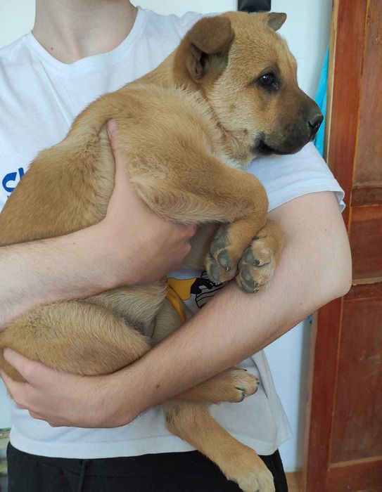 Щенок в добрые ручки.