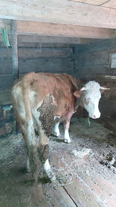 Vând vacă gestantă