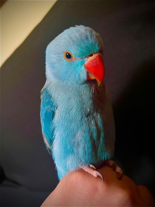 Puiuti papagali blanzi vorbitori micul alexandru alexander