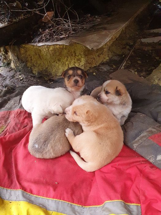 Срочно отдают щенков в добрые руки