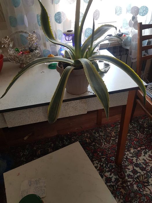 Раскшный Цветок для дома офиса.