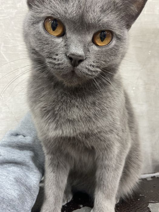 Ищем кота для вязки