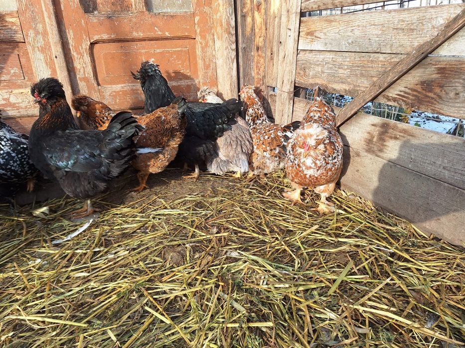 Disponibil ouă incubat găini moțate și colorate