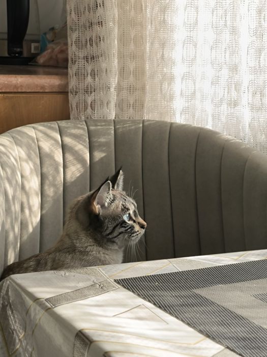 Кошечка в добрые руки