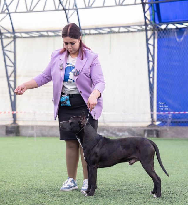 Кобель питбуль на вязку