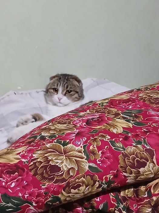 Mushuk sotiladi .