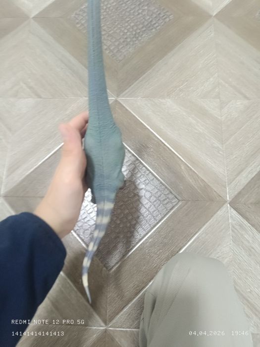 Hoalonggood euhelopus 1:35