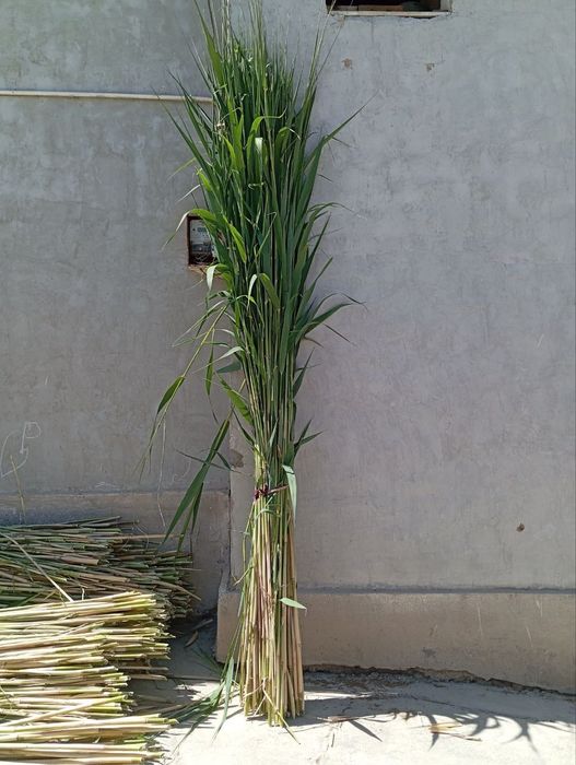 Rus ayollar shaxsiy porno arxiv