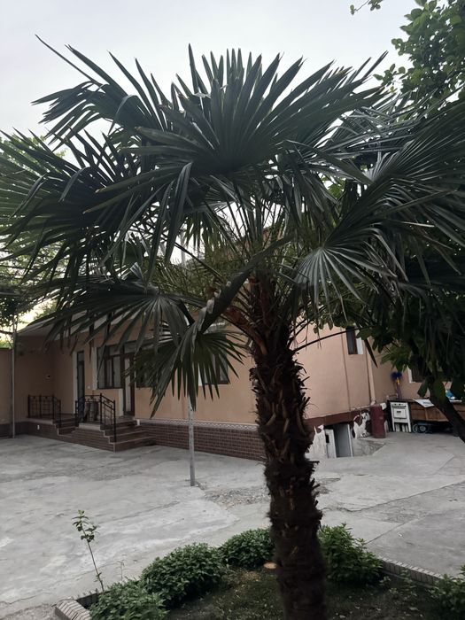 fan palma sotiladi buyi 2.5m+