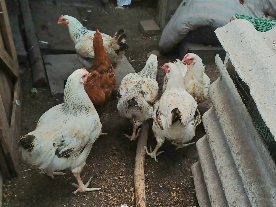 Продам молодых курочек