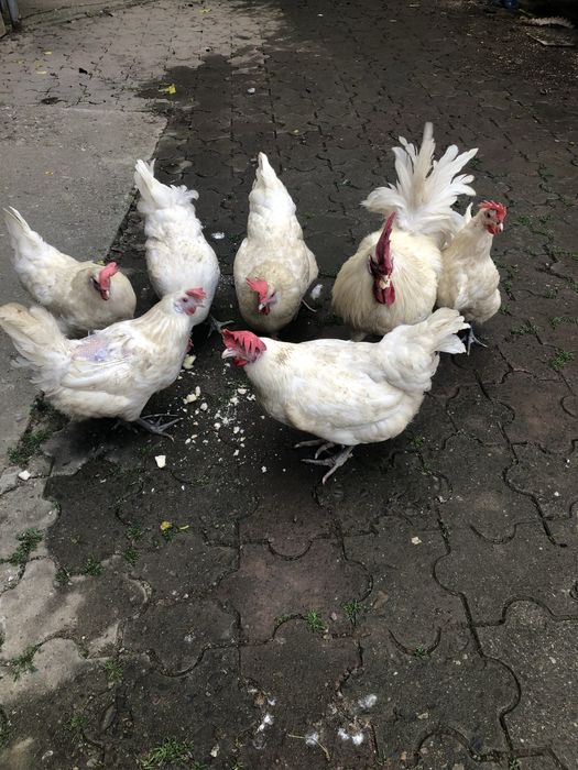 Vand oua din rasele:Brakel argintiu,auriu,lemon si La Bresse.