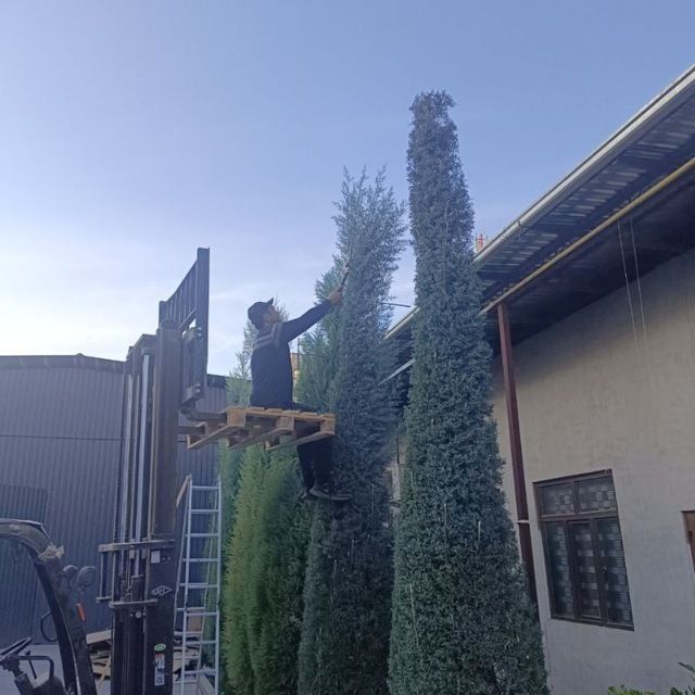 Daraxt kesamiz dorilash xizmati