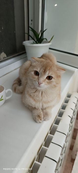 Кошка в добрые руки
