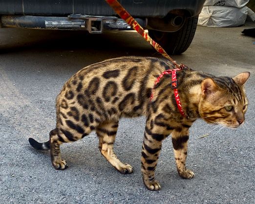 Бенгальский кот с документами . Вязка