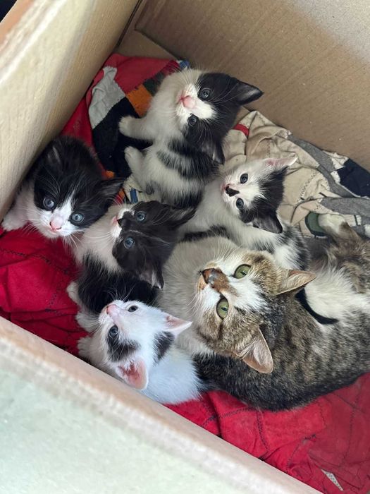 Котята, 1.5 месяца, девочки.