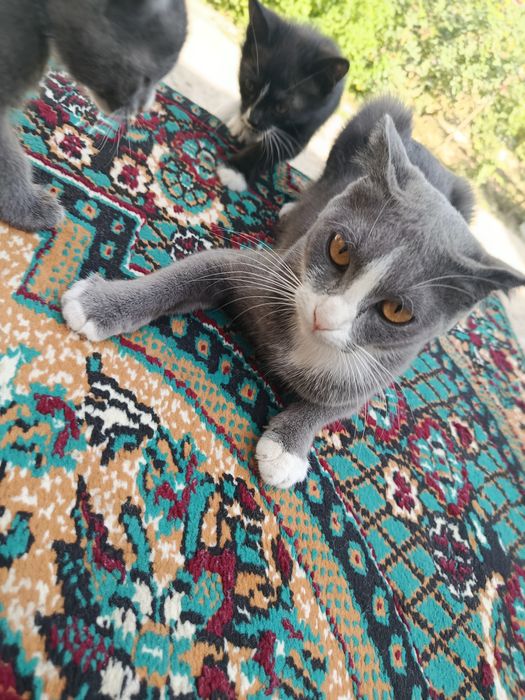 Mushu beriladi tekin