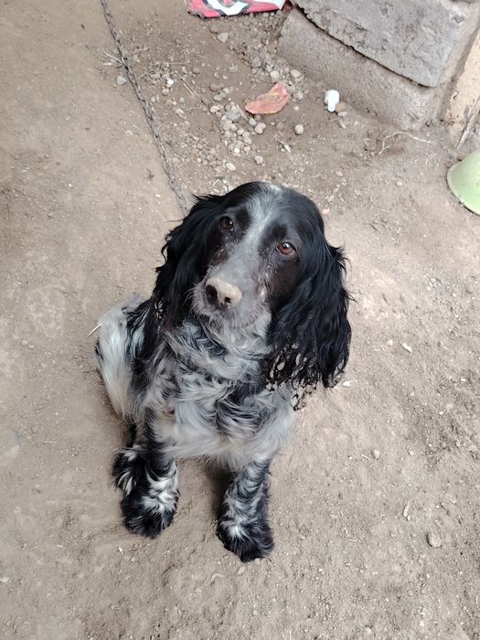 Ахотник. Сабака. Самка