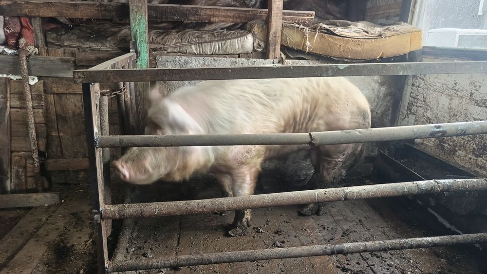 Продам хряка осеминителят