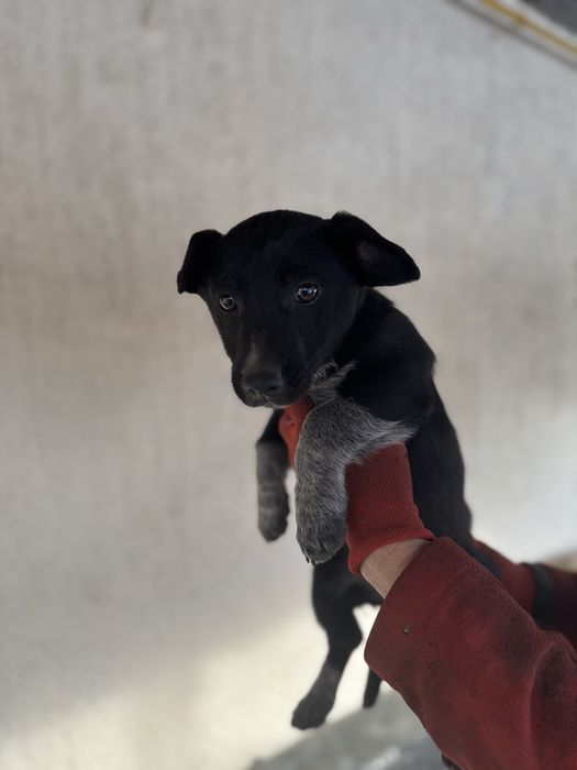 Отдадим щенка бесплатно мальчик