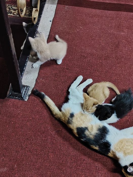 Отдам котят в хорошие руки