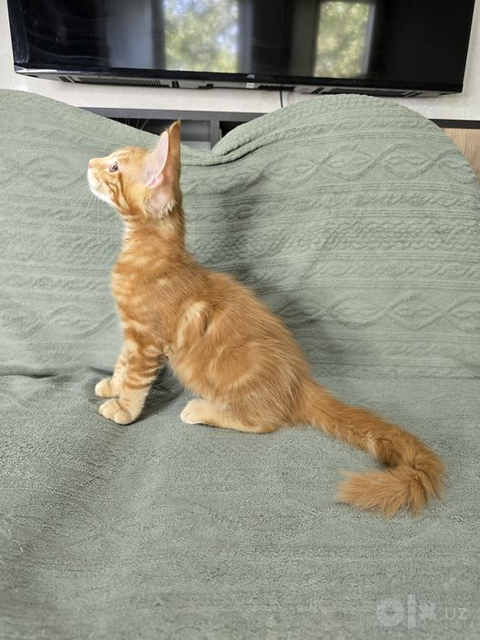 Коттята мейн кун, 2.5 месяца, мальчики и девочки