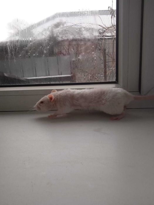 Декоративные крысы дамбо