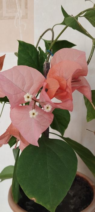 Бугенвиллия Замиокулькас- долларовое дерево