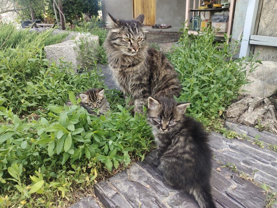 Котята сибирской кошки