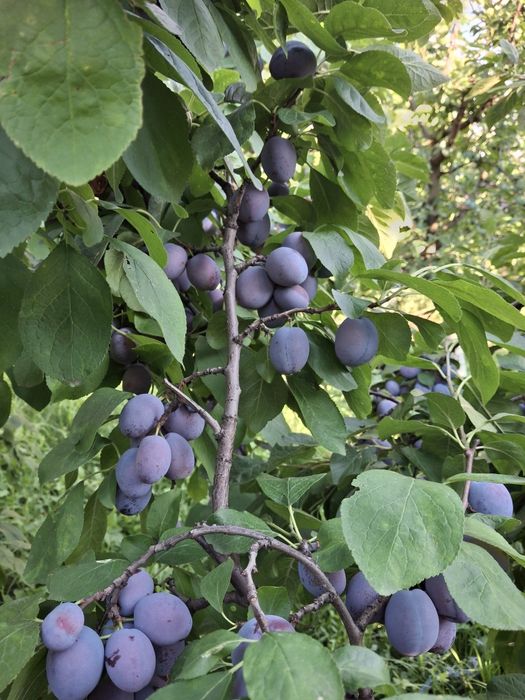 Prune de vânzare