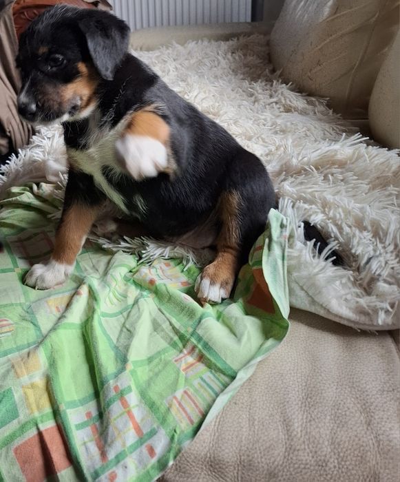 Donez catei mama doberman tata metis