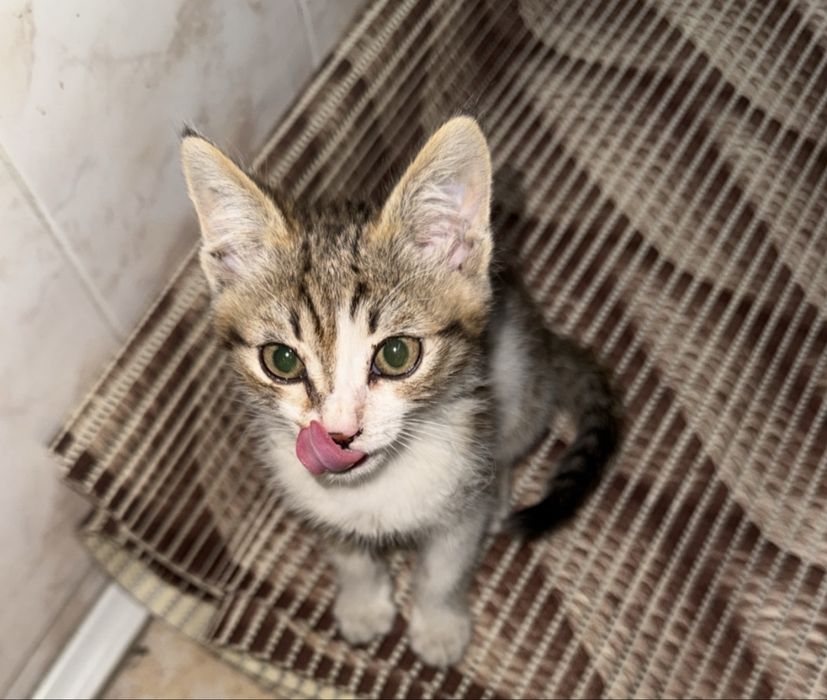 Котенок ищет дом 1.5 месяца