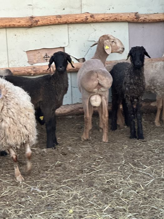продам Арашан кошкар 11 месяцев