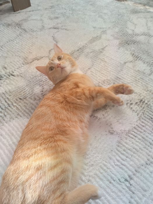 Damashni mushu latokga o'rgangan aqlli idishlari bilan