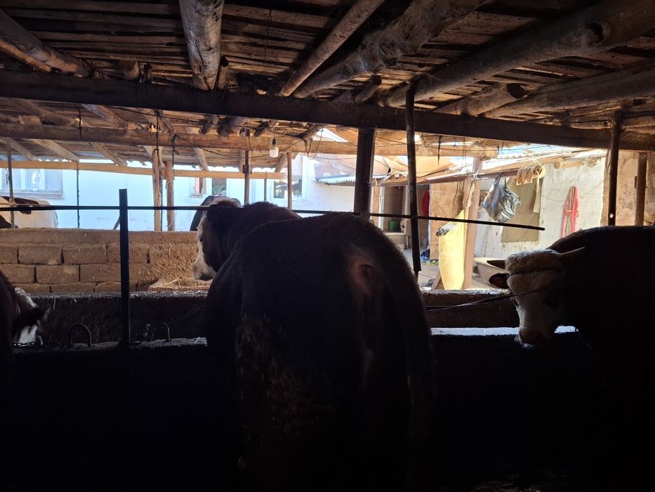 Букалар, 110 млнга 3 та букка