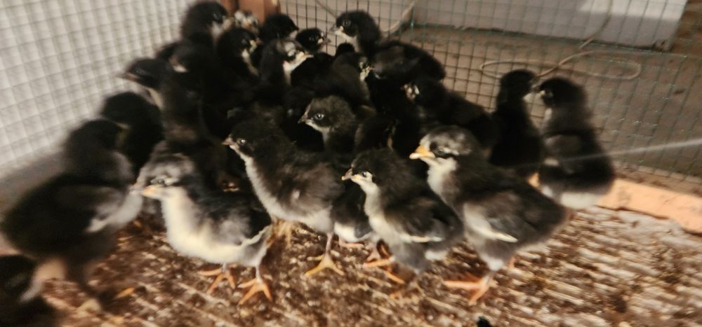 1 HAFTALIK JERSI GIGANT zotini JO‘JALARI Цыплята Джерсийский Гигант