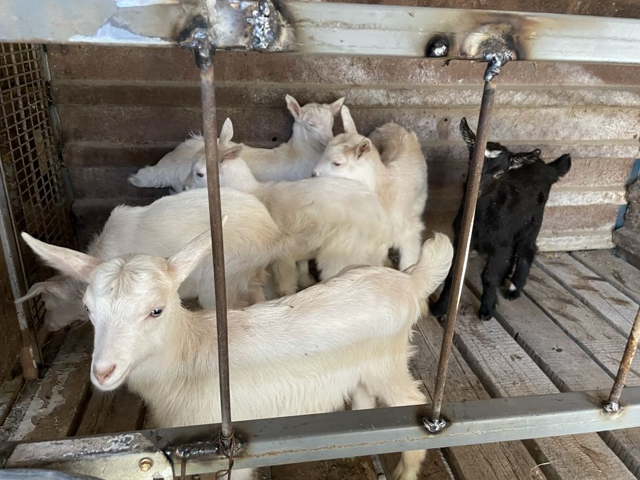 Козлята, лактар сутты ешкилерден