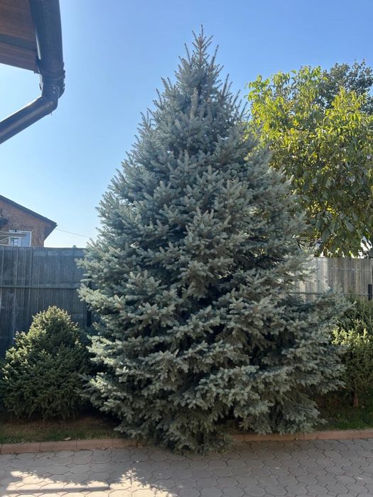 Елка живая 4 метра