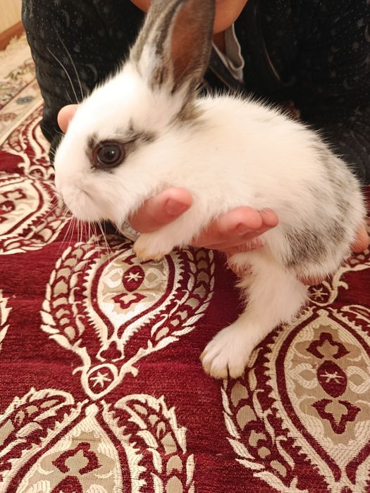 Грызуны кролики великан Калифорния