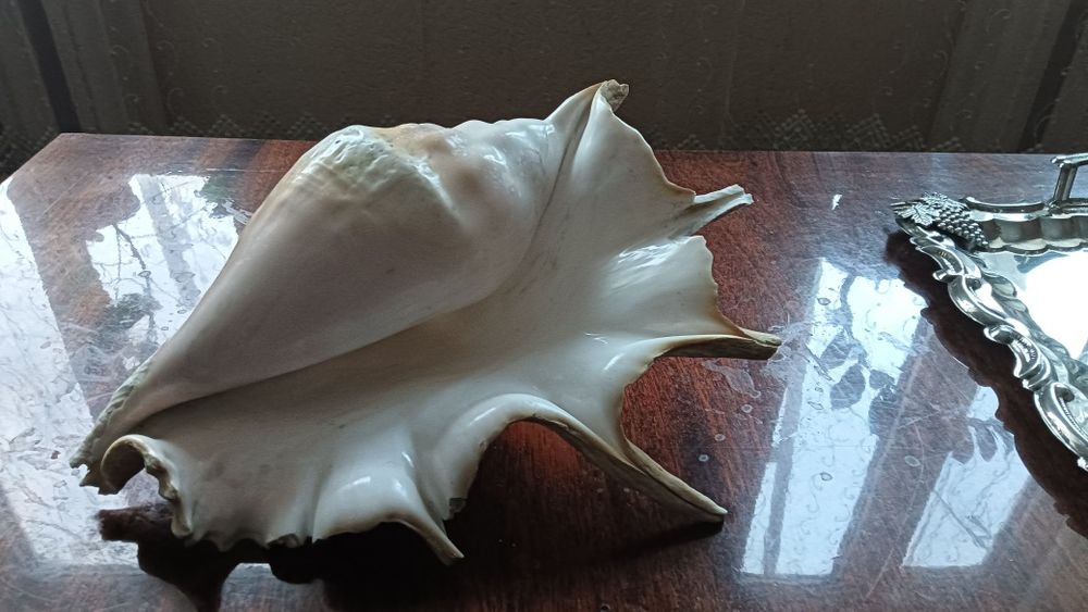 Посуда. Большая ракушка для фотосессии или интерьера.