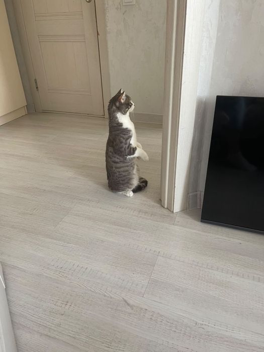 Отдам кота в добрые руки