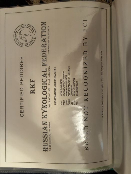 Русский спаниель кобель на вязку