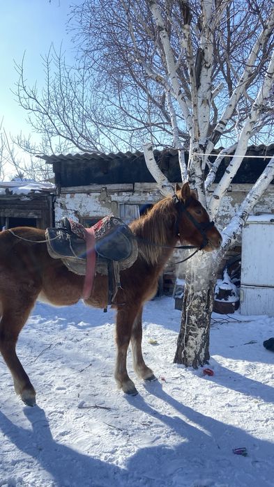 Кунан сатылады мінгі жуас