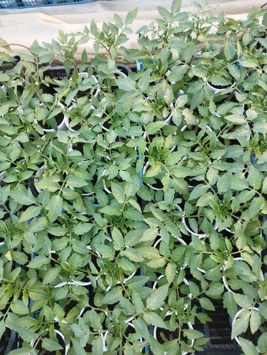 Продавам разсад в с. Девене, обл. Враца