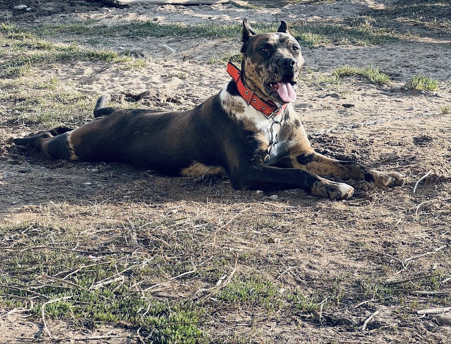 Америкалық Стаффордшир терьері