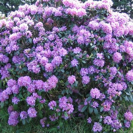 Rhododendron (Bujor ,Azalee ,trandafir de munte )