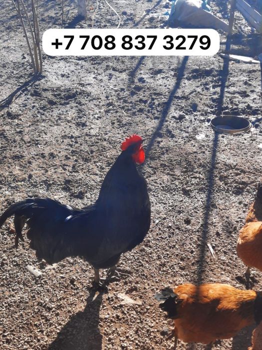 Әтеш сатылады 10мың