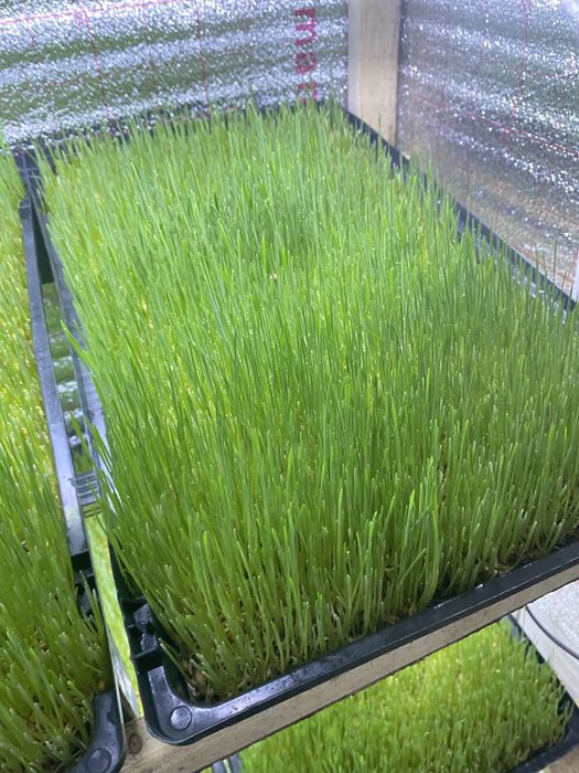 Поднос для гидроплника