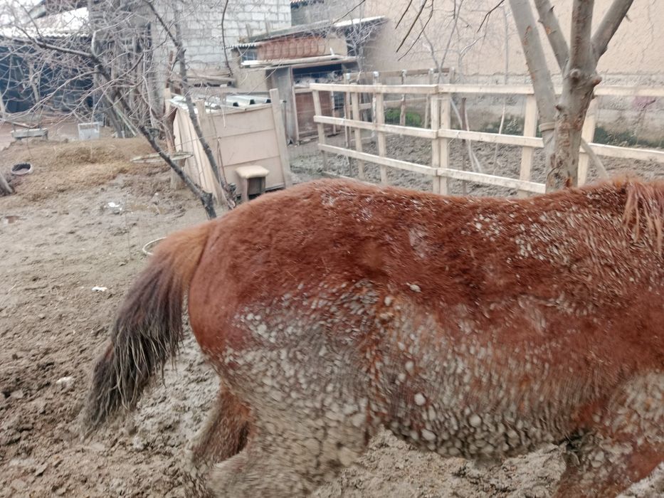 Тай еркек дены САУ аппетит ураган