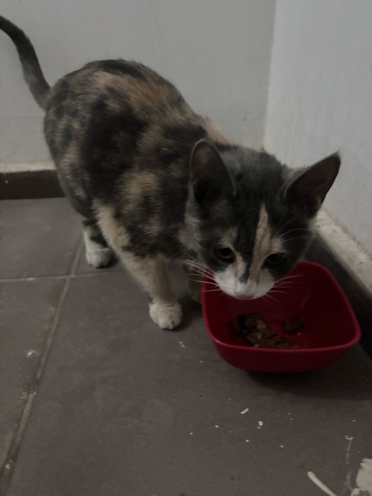 Кошка Подросток В Добрые Руки