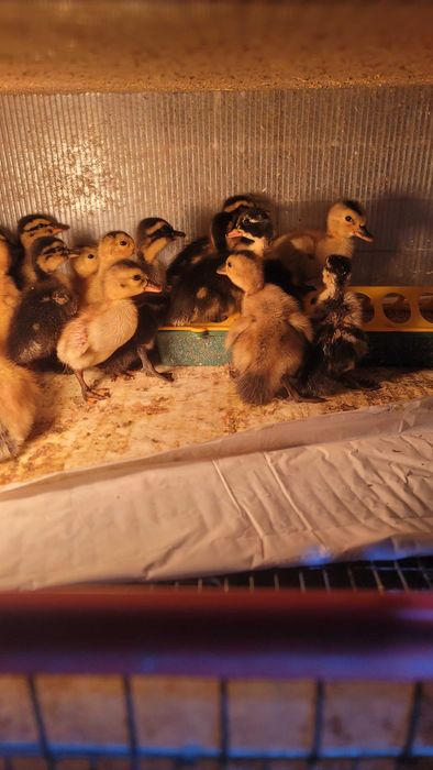 Boboci de rață rasa Rouen / Pui de rata / Oua de rata pentru incubat